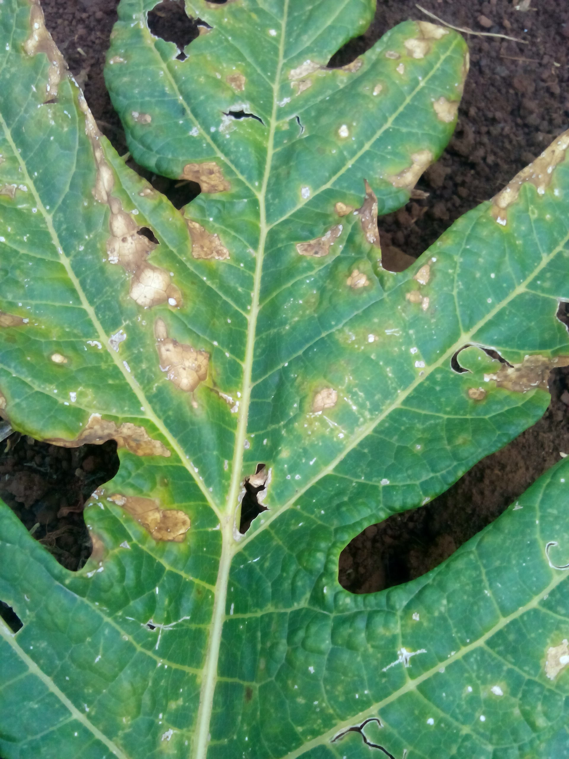 how-to-treat-brown-spots-on-plant-leaves-tips-and-tricks-botan